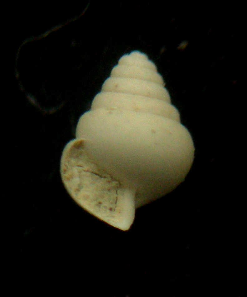 Limacina retroversa